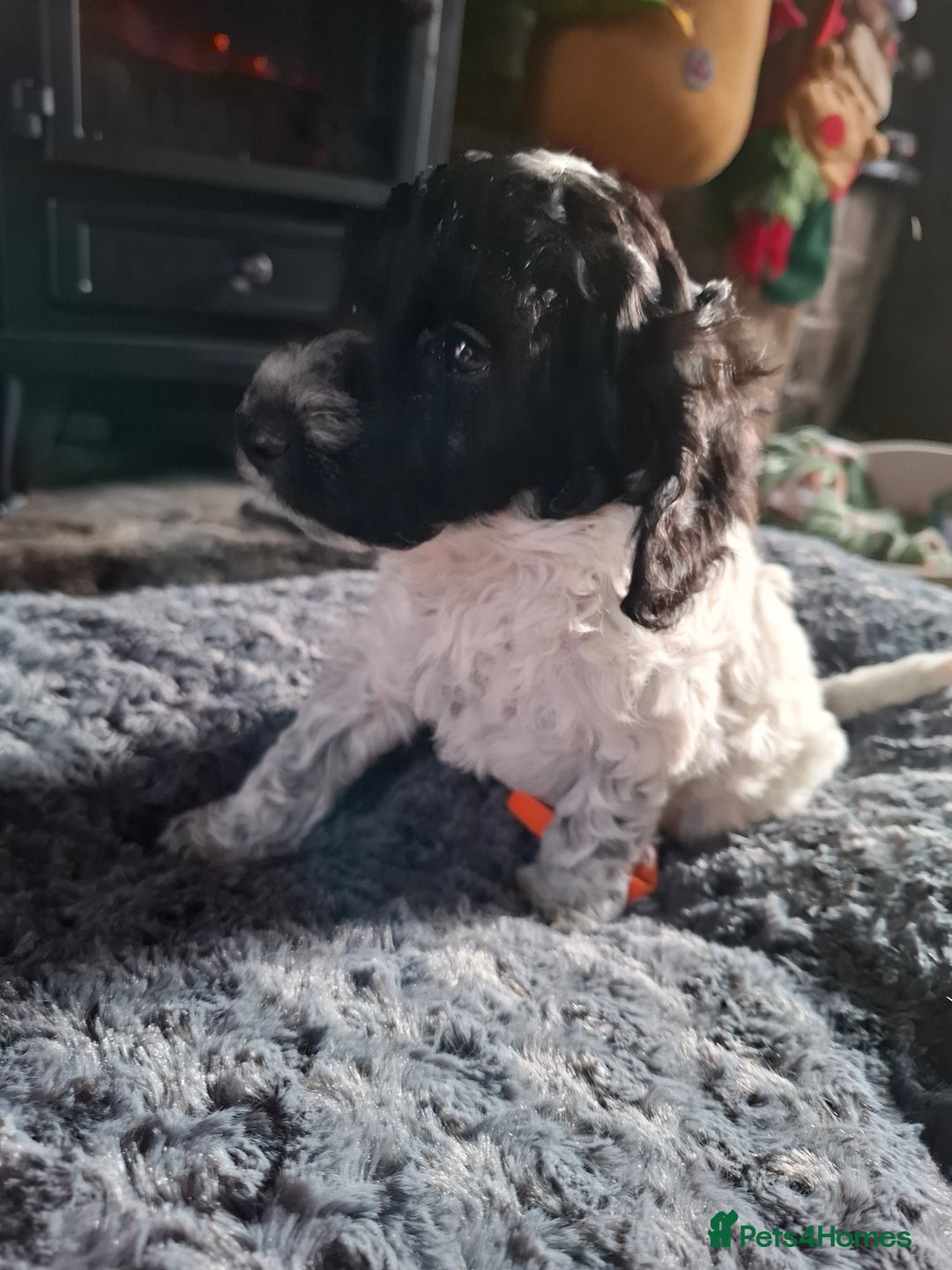 Cockapoo dogs for sale: Beautiful Cockapoo Puppies For Sale  - Advert 7