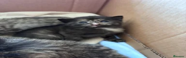 Female tortie