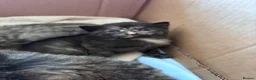 Domestic Shorthair cats for sale: Tabby kittens - Advert 7