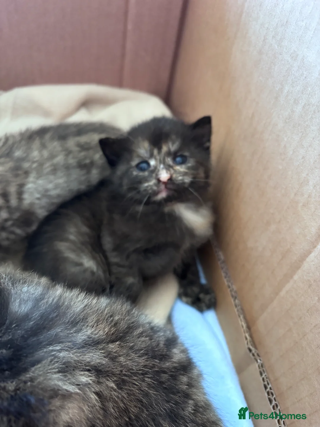 Domestic Shorthair cats for sale: Tabby kittens - Advert 7