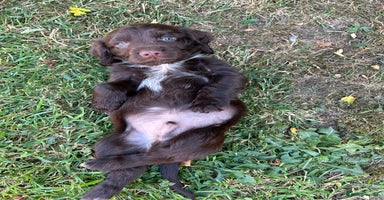 Cocker Spaniel dogs - Advert 2