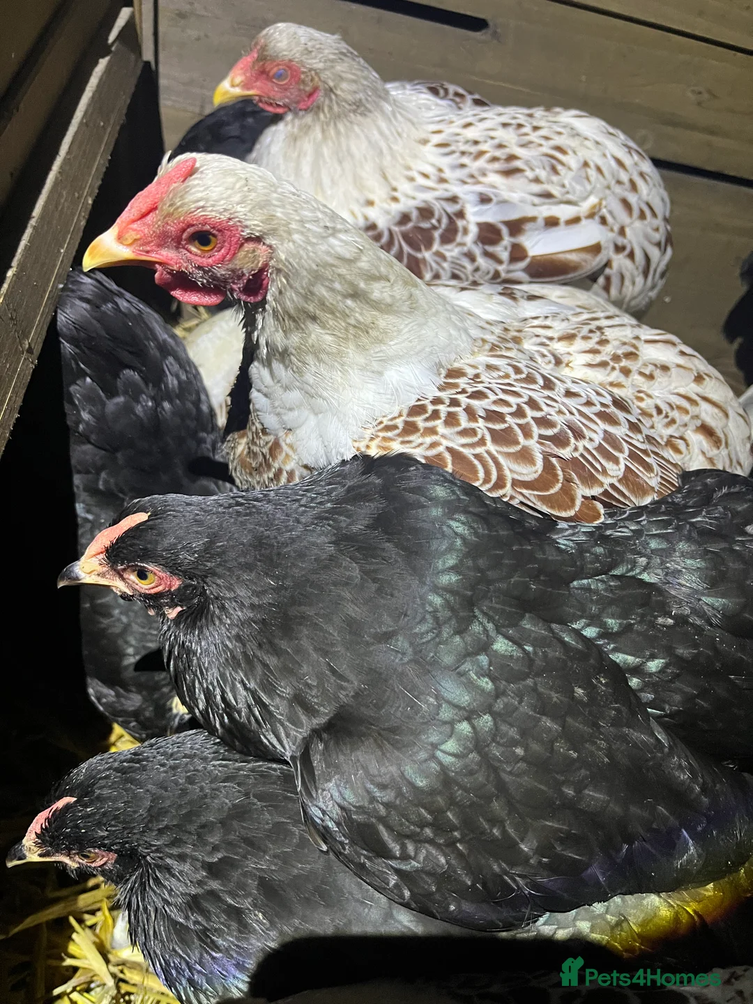 Chickens poultry for sale: Wyandotte Bantam Point of Lay  - Advert 2