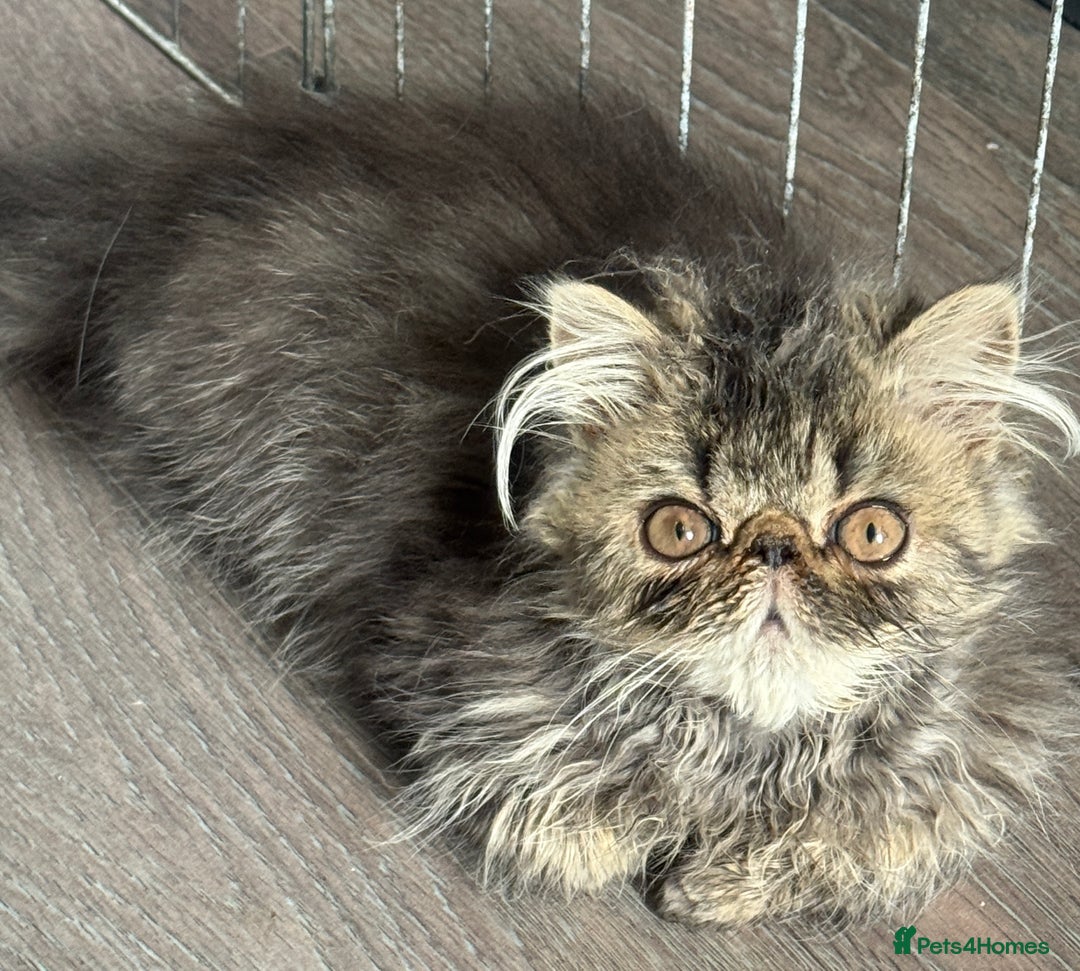 Persian cats for sale: 2 Gorgeous persian kittens - Image 3