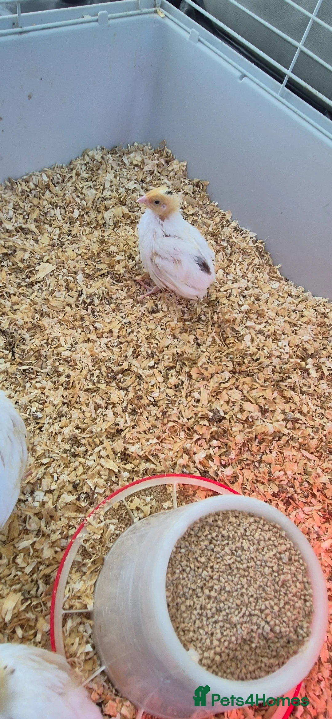 Mixed Breed birds for sale: White coturnix quails  - Advert 2