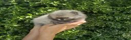 Pomeranian dogs for sale: Amazing toys pomeranian puppies  - Advert 15