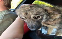 Mixed Breed dogs for sale: Adorable ODY - Image 3