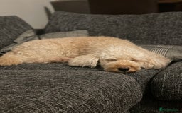 Cockapoo dogs for sale: Cockapoo puppies in Preston - Image 9