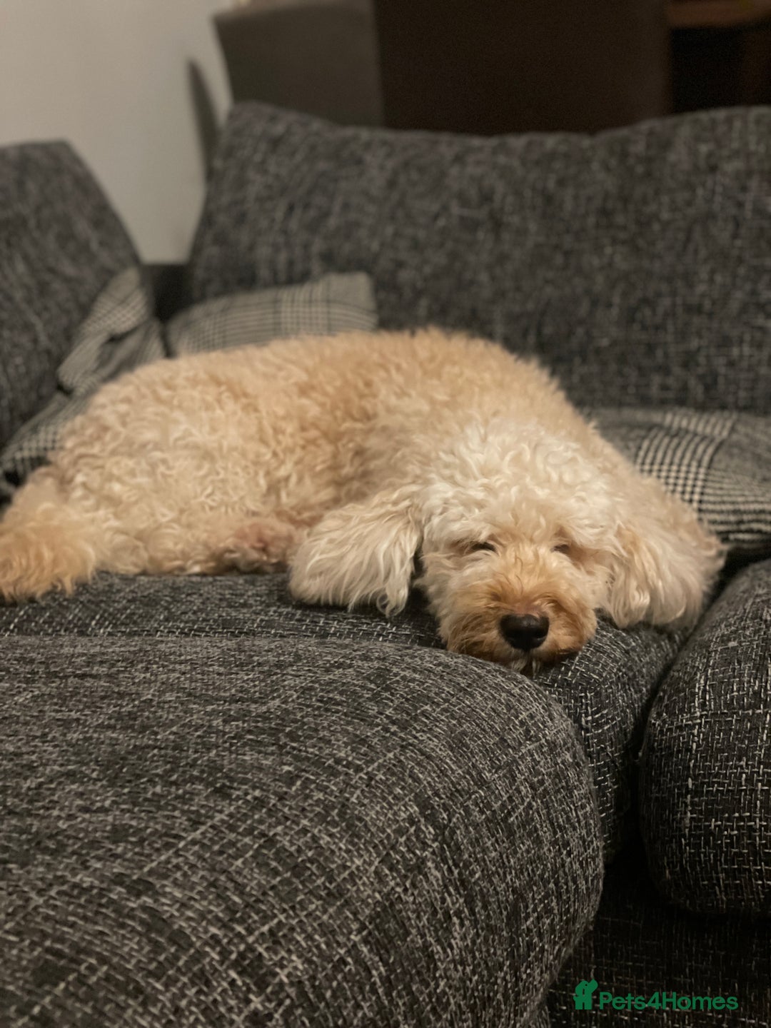 Cockapoo dogs for sale: Cockapoo puppies in Preston - Image 9