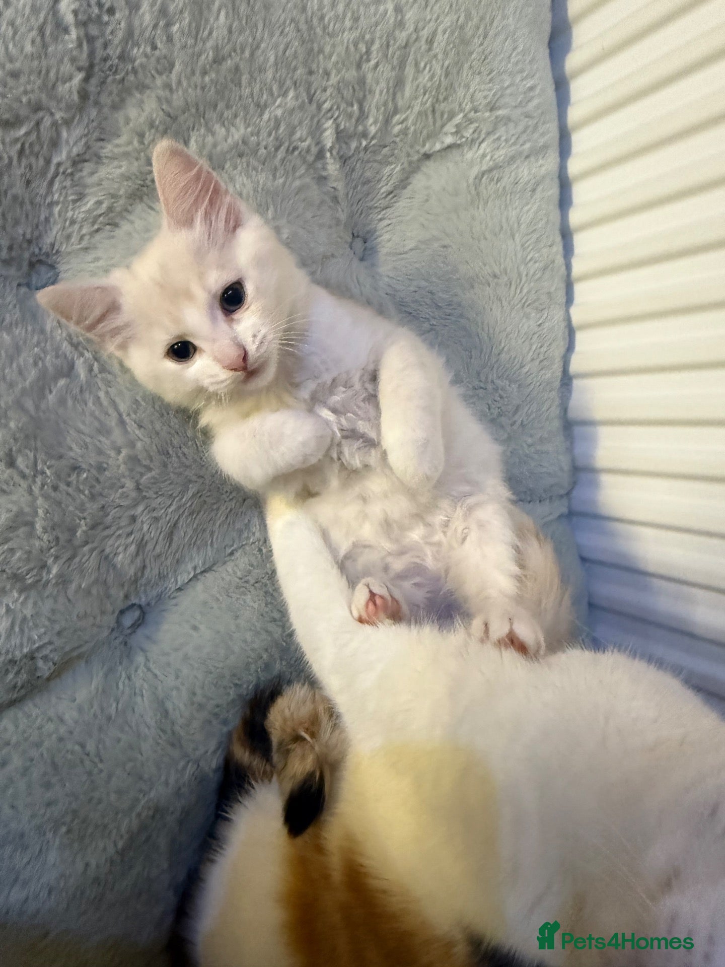 Mixed Breed cats 2 kittens for sale  - Advert 13