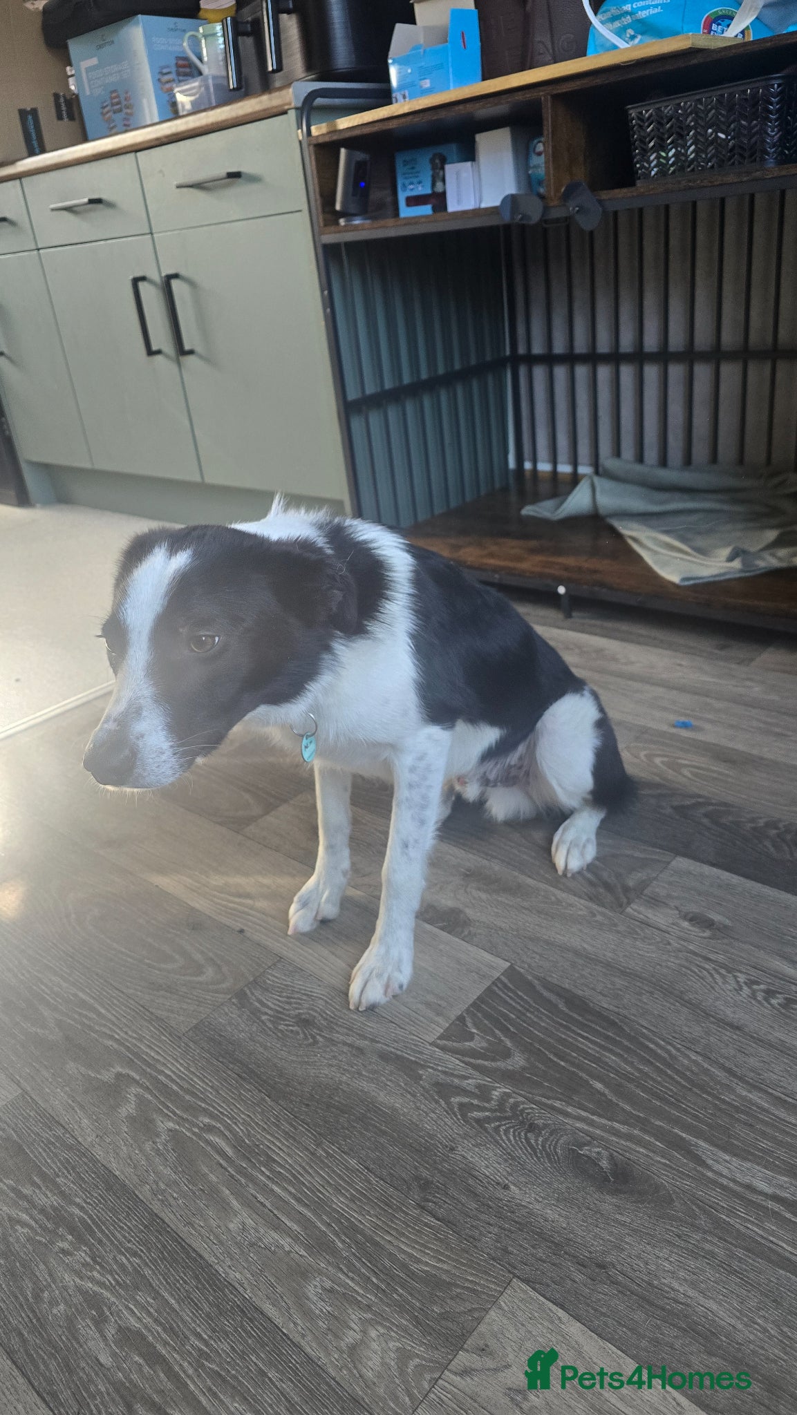 Border Collie dogs Border collie (otis) for sale - Advert 1