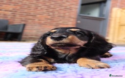 Miniature Dachshund dogs for sale: Ready now miniature long haired dachshunds in Stowmarket - Image 1