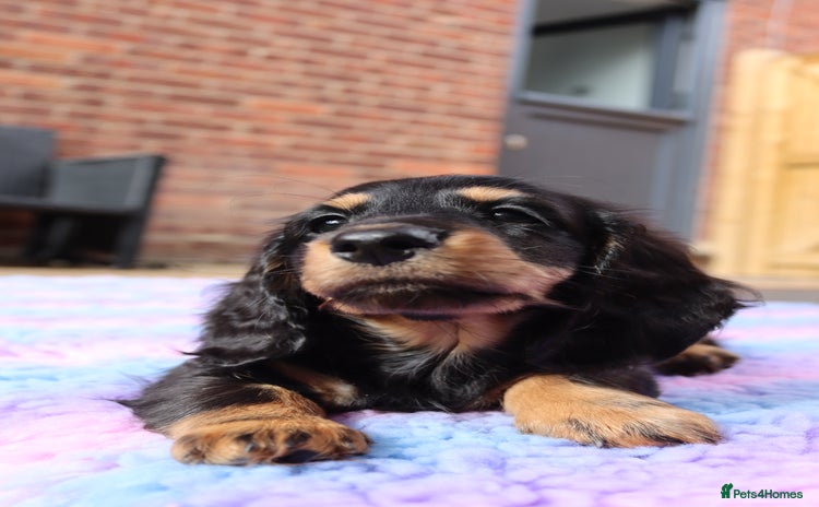 Miniature Dachshund dogs in Stowmarket - Advert 13