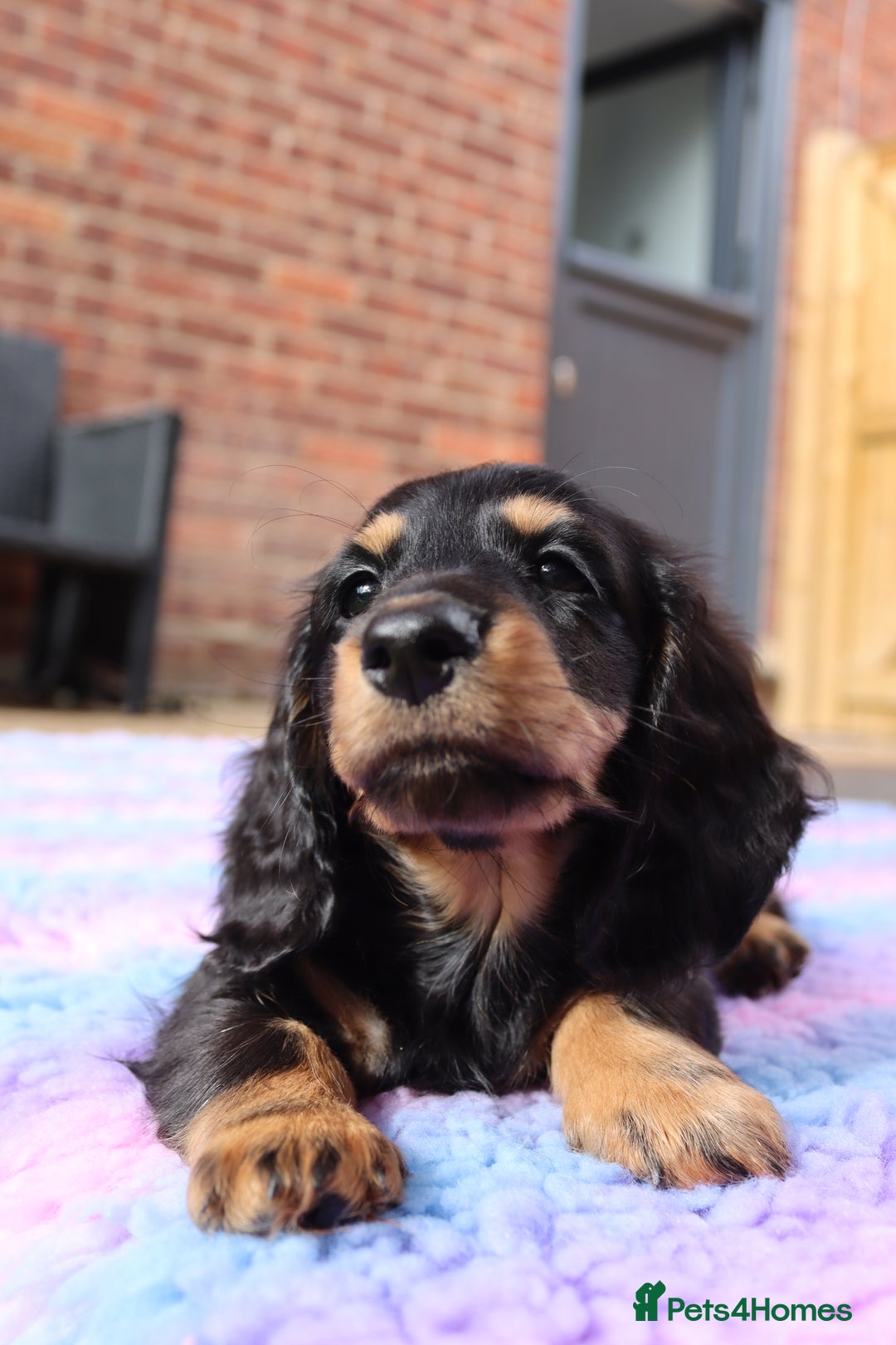 Miniature Dachshund dogs for sale: Ready now miniature long haired dachshunds in Stowmarket - Image 1