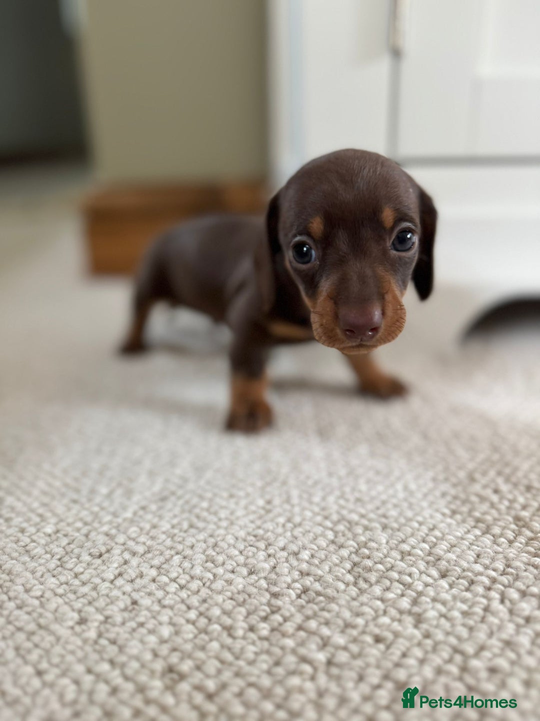 Miniature Dachshund dogs for sale: BEAUTIFUL MINIATURE DACHSHUNDS PUPPIES FOR SALE - Image 3
