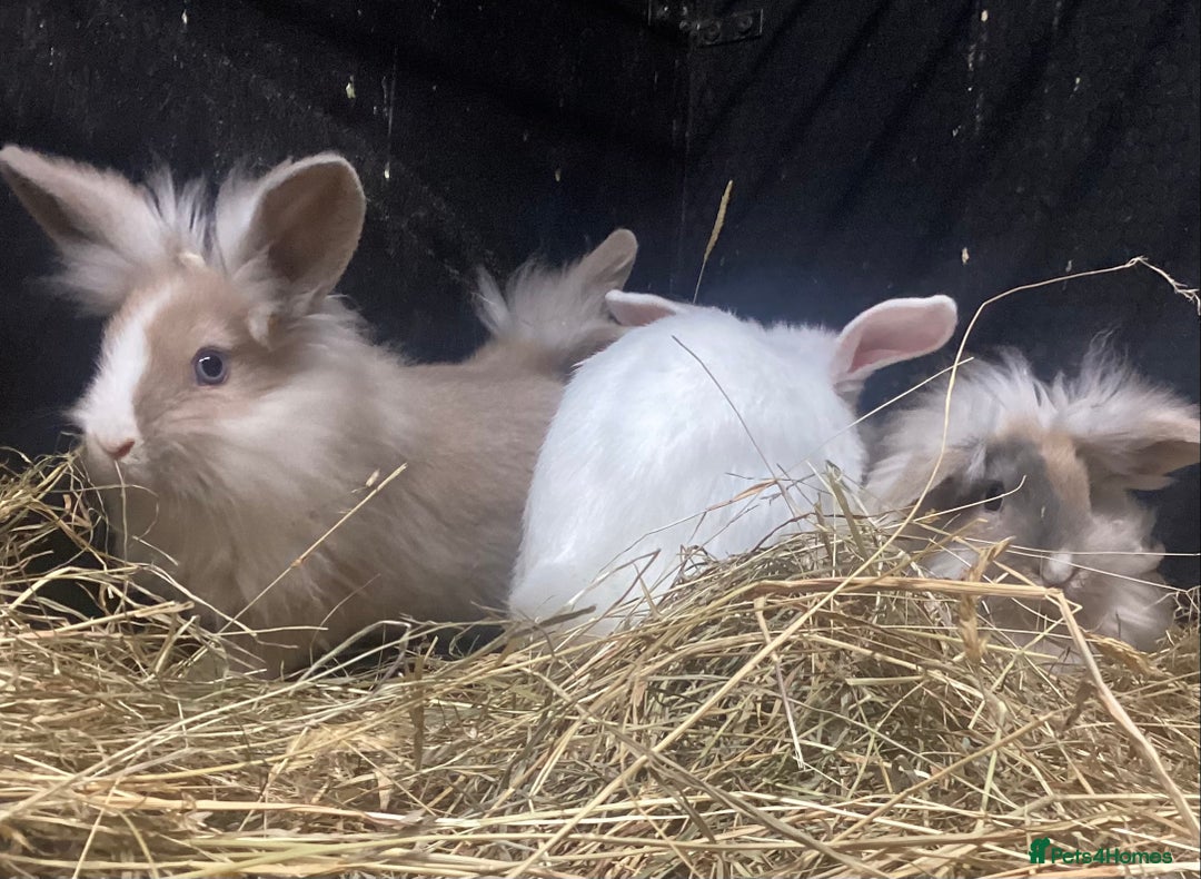 Mixed Breed rabbits for sale: lion head cross lop rabbits -fully vaccinated! - Advert 5