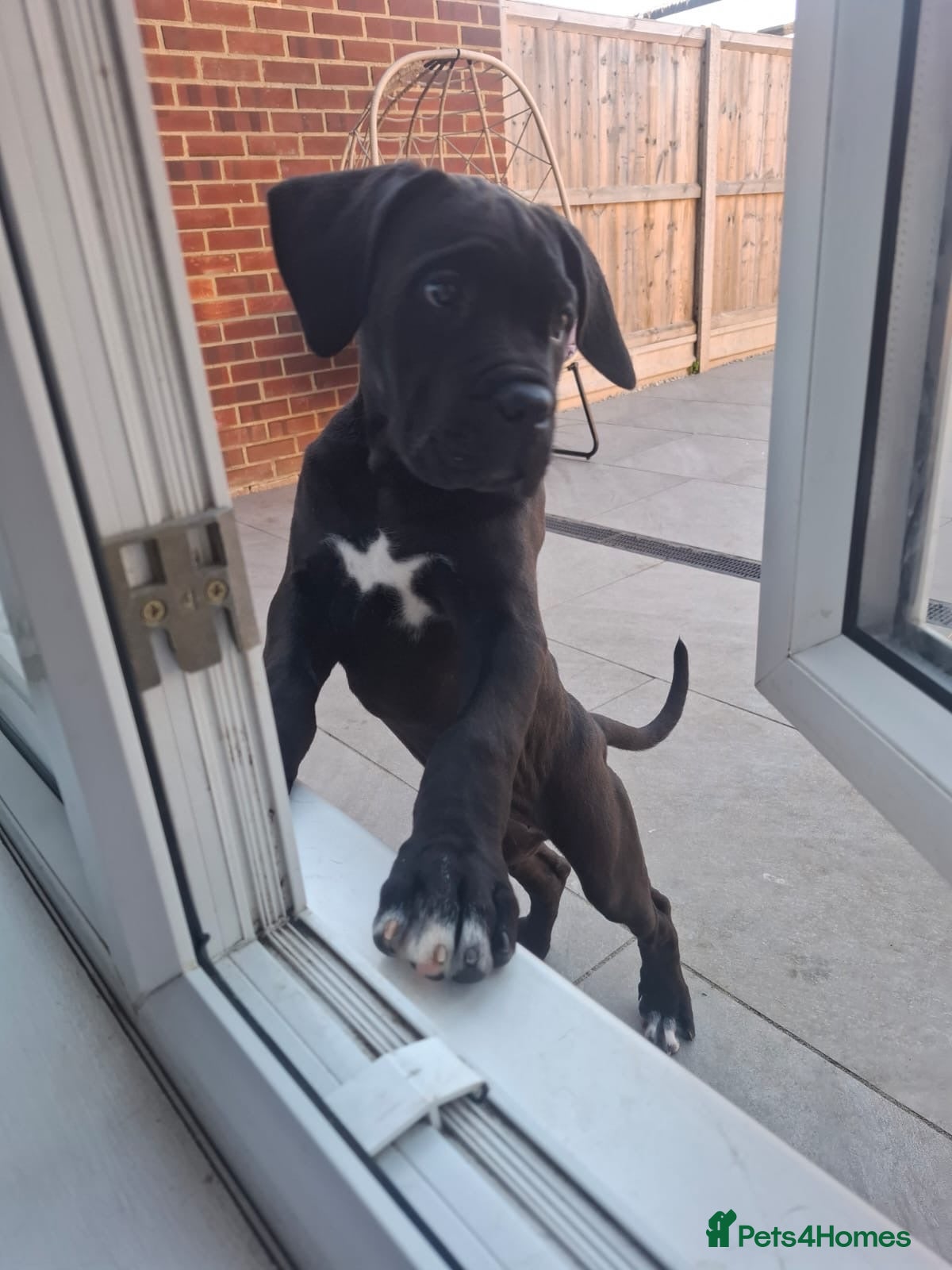 Cane Corso dogs CANE CORSO PUPPIES - Advert 3
