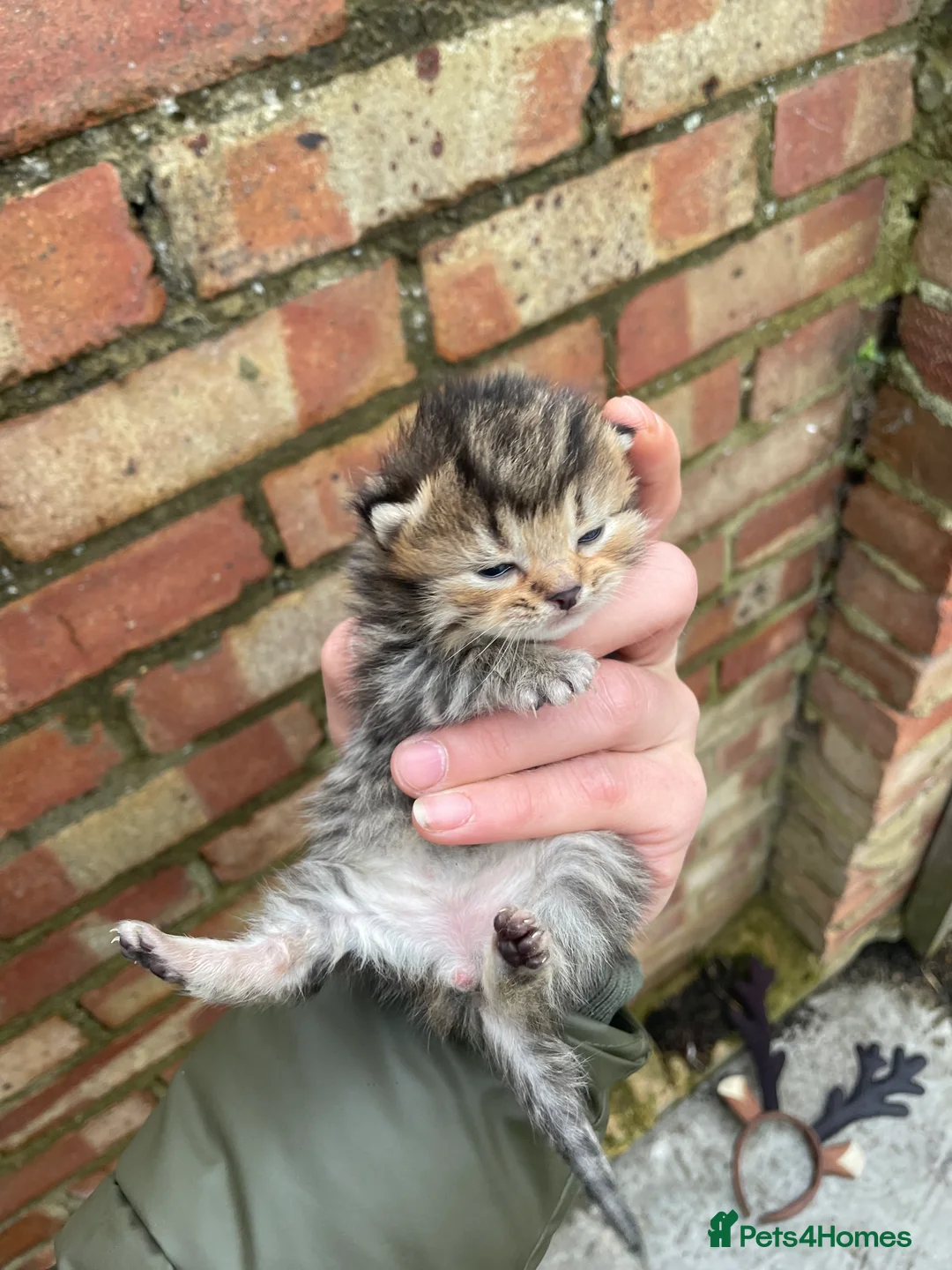 British Shorthair cats for sale: British Shorthair - Advert 7