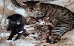 Mixed Breed cats for sale: 2 Beautiful little Boy kittens tabby & black white - Image 10