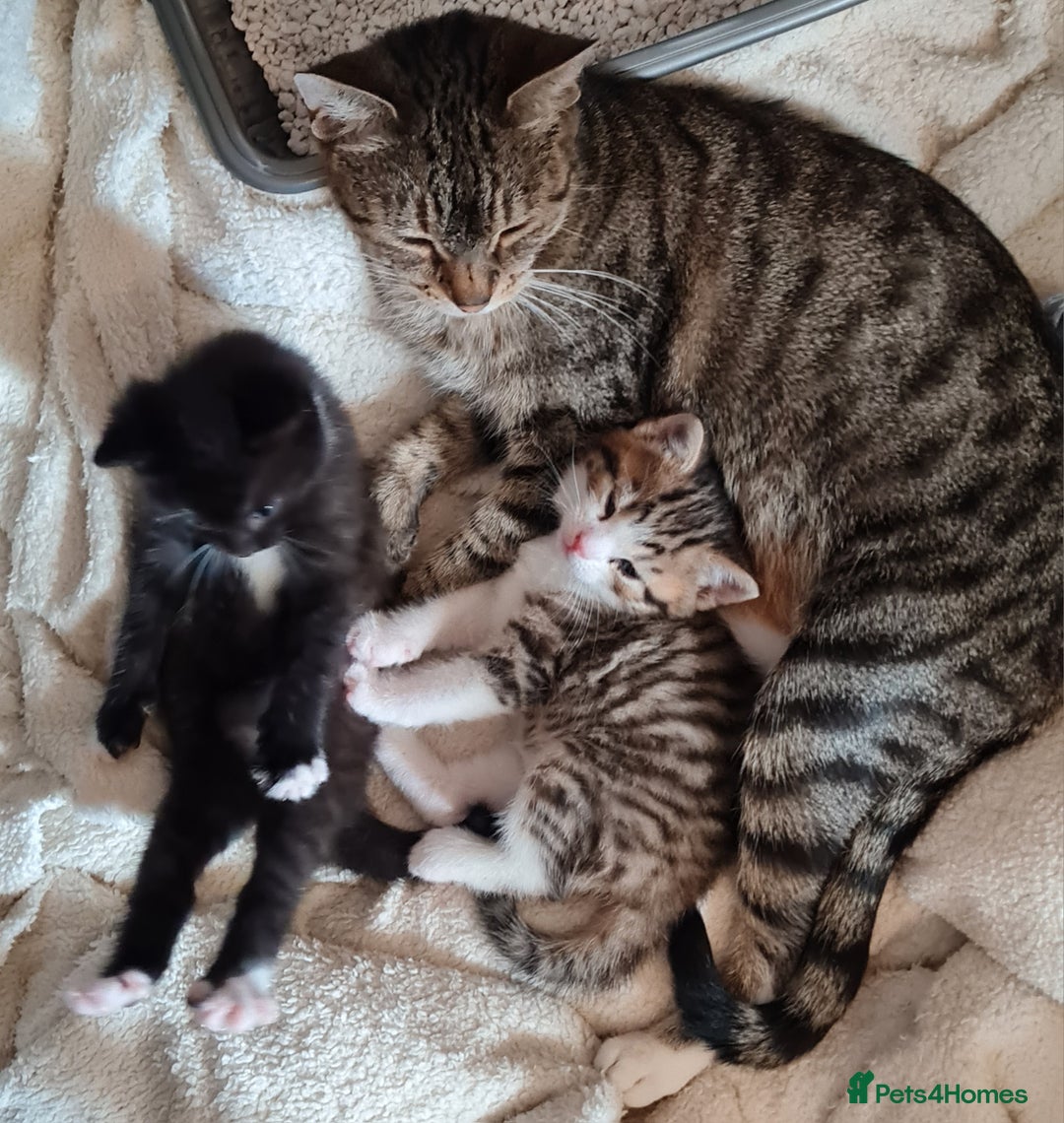 Mixed Breed cats for sale: 2 Beautiful little Boy kittens tabby & black white - Image 10