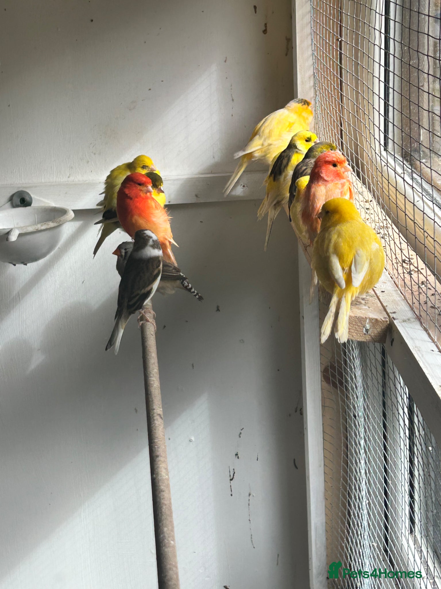 Canaries birds VARIOUS PAIRS OF CANAIRES - Advert 1