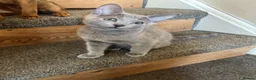 Russian Blue cats for sale: TICA 5* Pedigree Russian blue kittens - Advert 4