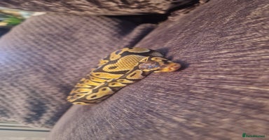 Python Snake reptiles Female pastel ball python - Advert 1