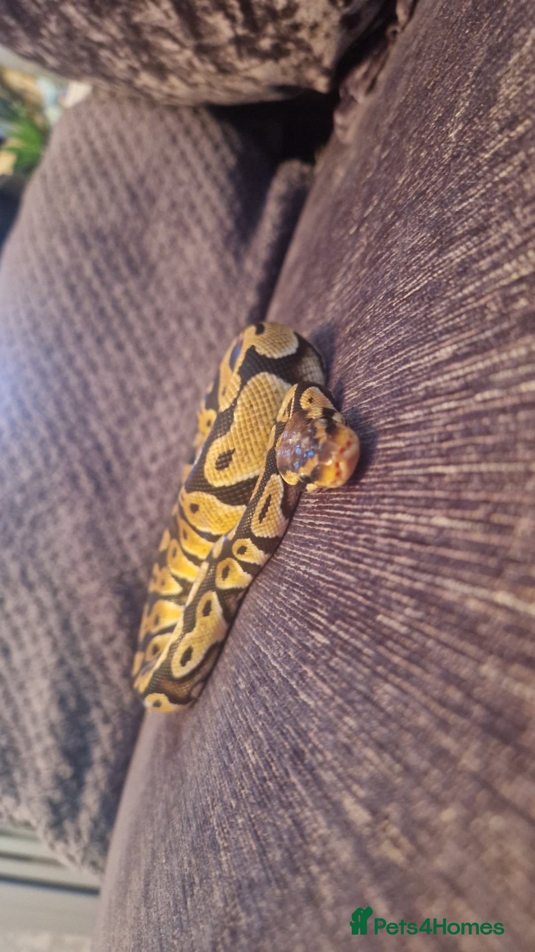 Python Snake reptiles for sale: Female pastel ball python - Advert 2