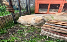 English Lop rabbits for sale: Flopsy English Lop, hutch and toys! - Image 8