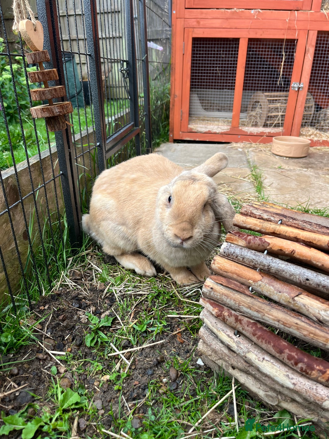 English Lop rabbits for sale: Flopsy English Lop, hutch and toys! - Image 8