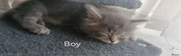 RagaMuffin cats for sale: Ragamuffin Cross Kittens in Spennymoor - Advert 7