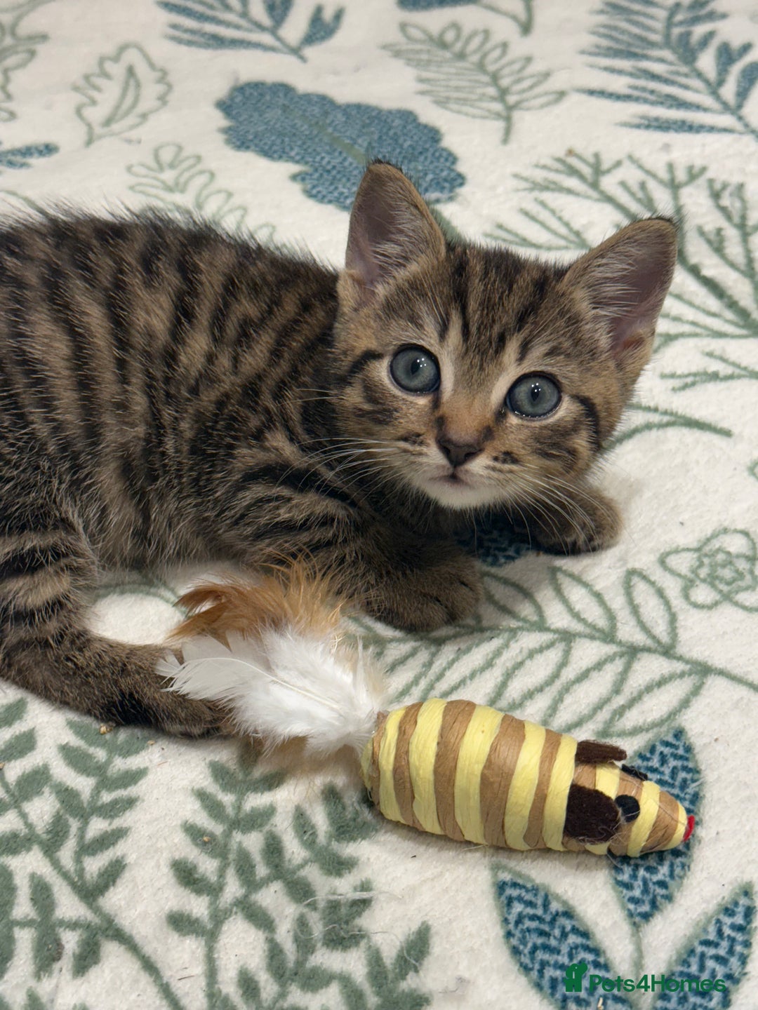 British Shorthair cats for sale: British short haired pedigree cross tabby kittens  - Image 5