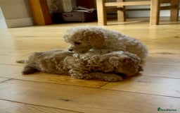 Poochon dogs for sale: Tiny farm bred teddy bear bundles of fun !  - Image 19