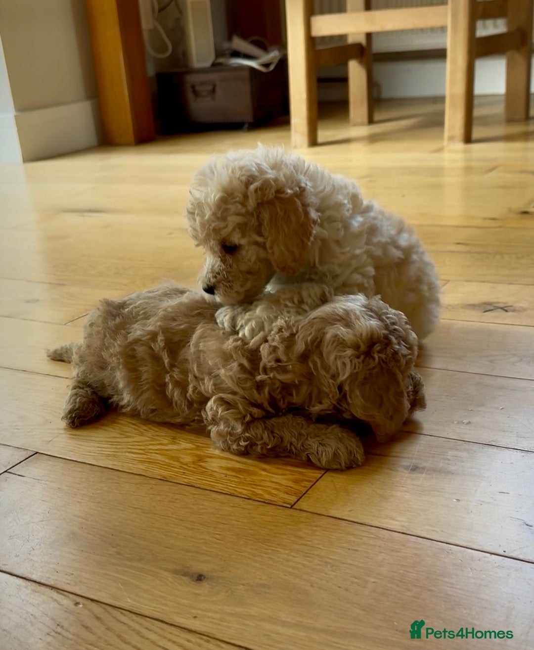 Poochon dogs for sale: Tiny farm bred teddy bear bundles of fun !  - Image 19