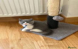 British Shorthair cats for sale: 4 Bicolour British Shorthair boys looking new home - Image 5
