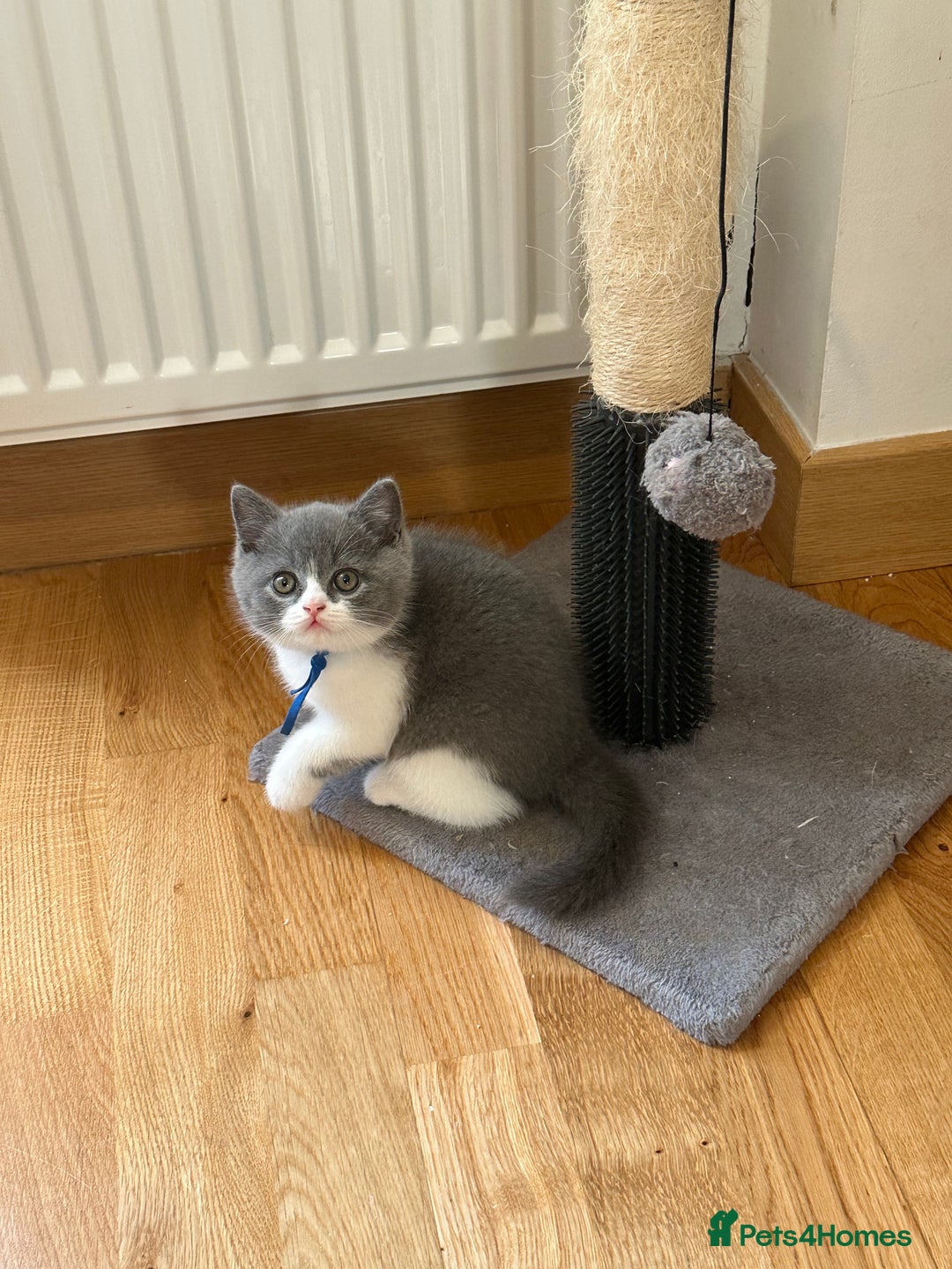British Shorthair cats for sale: 4 Bicolour British Shorthair boys looking new home - Image 5