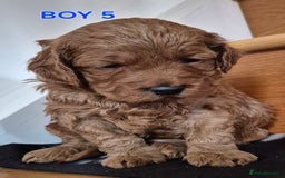 Mini Goldendoodle dogs for sale: F1b Red Miniature Goldendoodles tested parents - Image 15