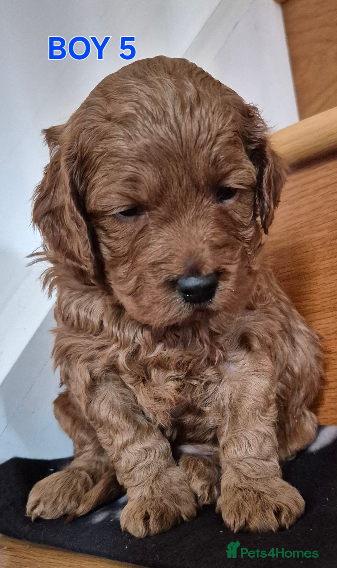Mini Goldendoodle dogs for sale: F1b Red Miniature Goldendoodles tested parents - Image 15