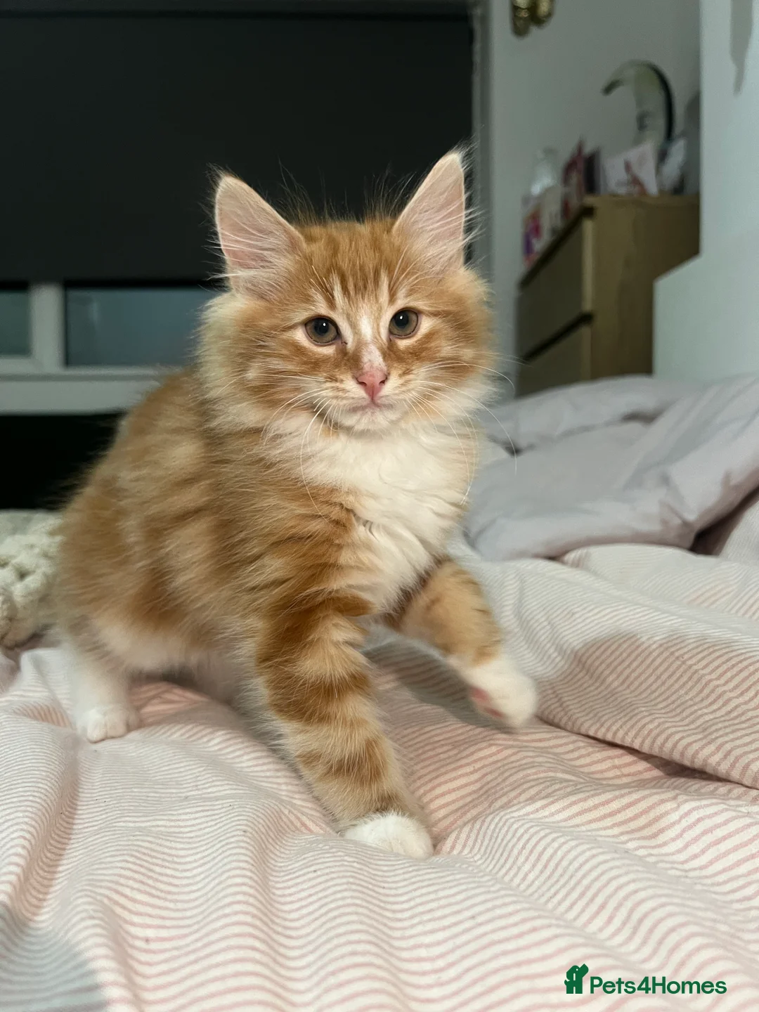 Siberian cats for sale: Beautiful Siberian mix kittens  - Advert 7