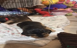 Cocker Spaniel dogs for sale: Gorgeously adorable Show Cocker Spaniels - Advert 18