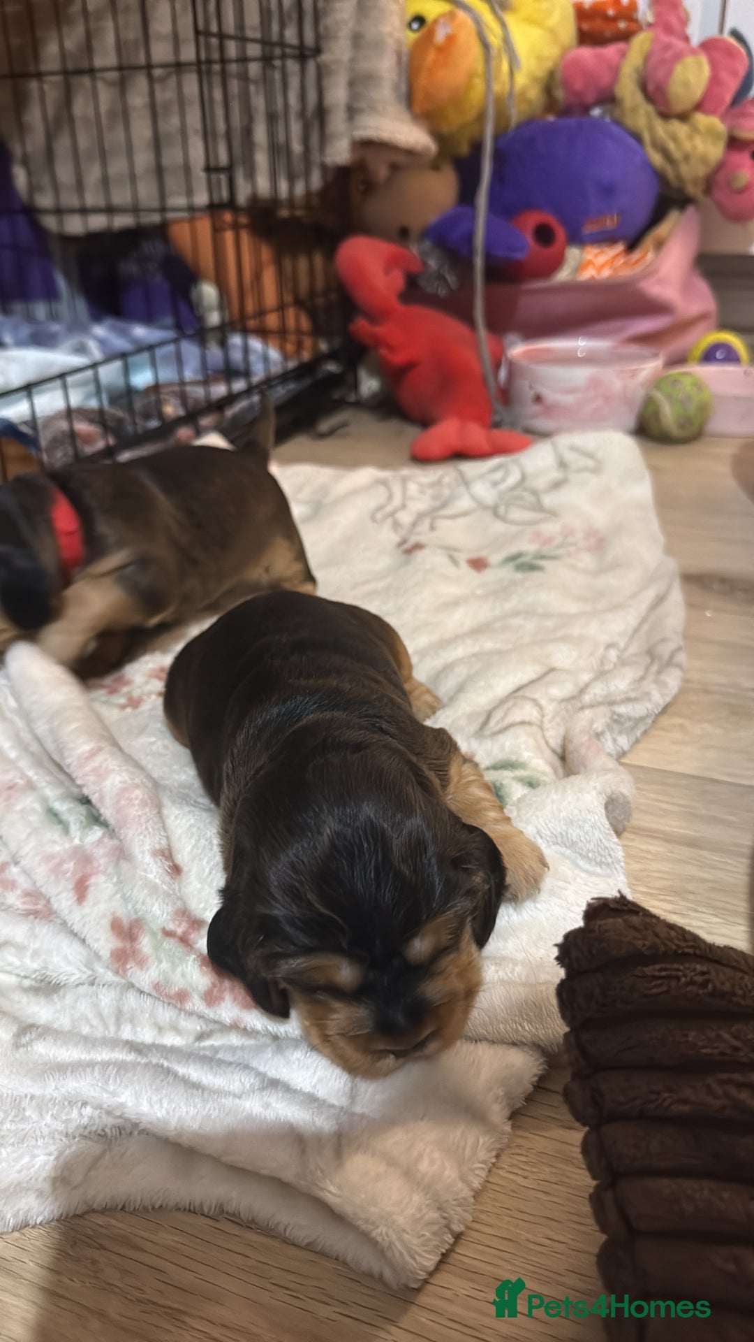 Cocker Spaniel dogs for sale: Gorgeously adorable Show Cocker Spaniels - Advert 18