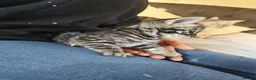 Bengal cats for sale: Tempest Bengal TICA registered kittens  - Advert 6