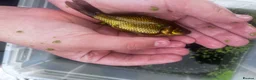 Goldfish fish for sale: Ten Gold fish 1-2 years old  in Chorley - Advert 7