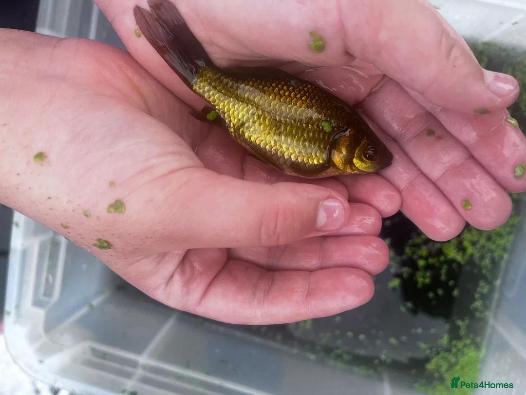 Goldfish fish for sale: Ten Gold fish 1-2 years old  in Chorley - Advert 7