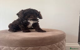 Cavapoo dogs for sale: F1 Cavapoo pups. Beautiful litter of five bitches. - Image 6