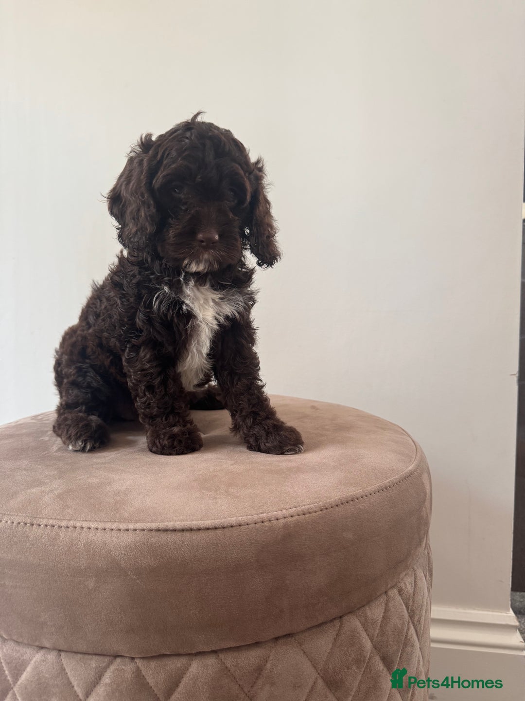 Cavapoo dogs for sale: F1 Cavapoo pups. Beautiful litter of five bitches. - Image 6