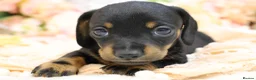 Miniature Dachshund dogs for sale: Miniature Dachshund Puppies - Advert 19