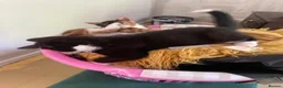 Mixed Breed cats for sale: Beautiful Kittens for Sale - Advert 30