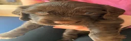 Cocker Spaniel dogs for sale: Cocker spaniel puppies for sale in Sheffield - Advert 10