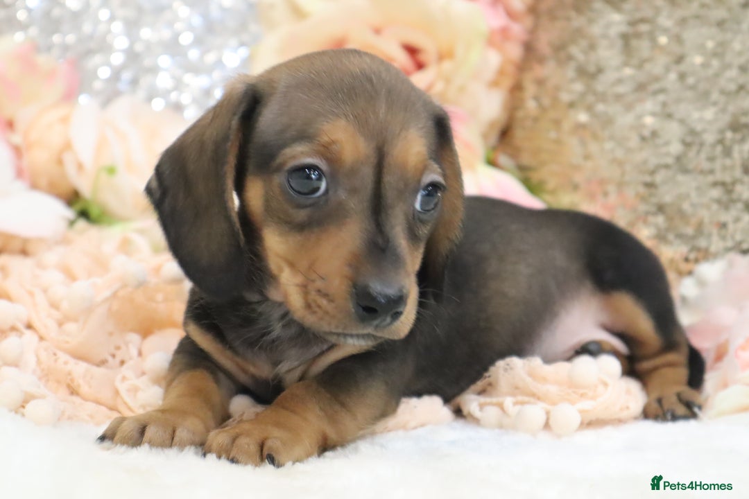 Miniature Dachshund dogs for sale: KC Registered Miniature Dachshund Puppies - Image 17