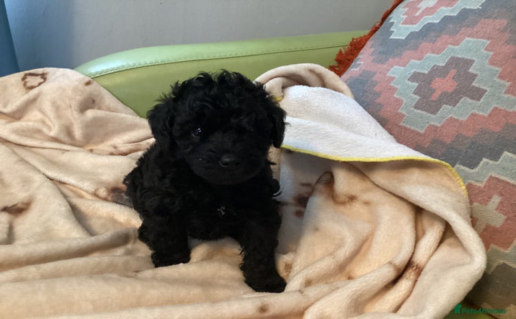 Mixed Breed dogs Poodle x - Advert 10